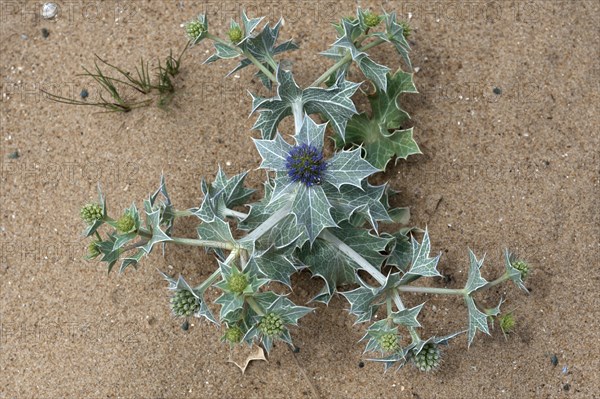 Blooming beach thistle