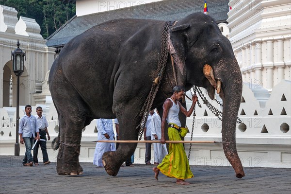 Indian elephant