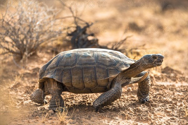 Agassiz's desert tortoise