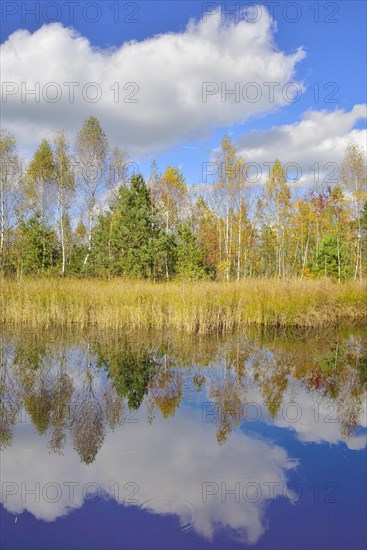 Cloud reflection in moorland pond with lakeshore bulrushes