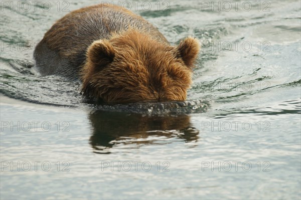 Brown bear