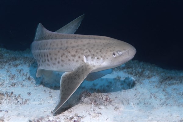 Zebra shark