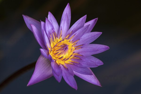 Blue lotus