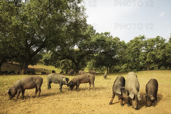 Grazing black Iberian pigs under holm oaks