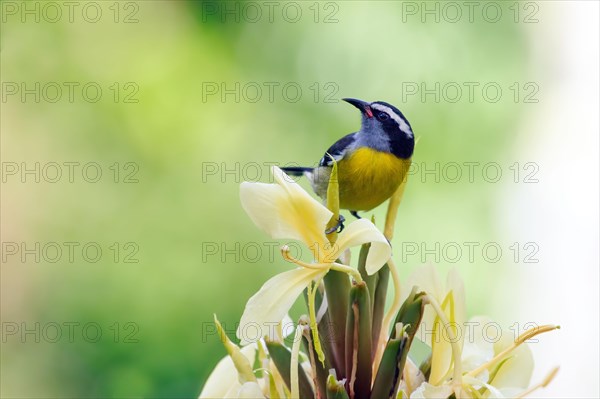 Bananaquit