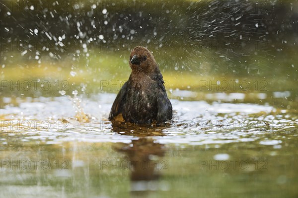 Brown-headed Cowbird