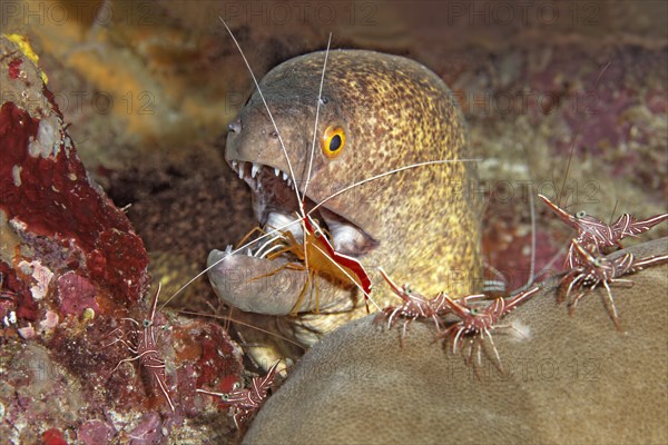 Yellow-edged moray