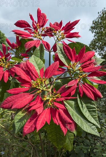 Poinsettia