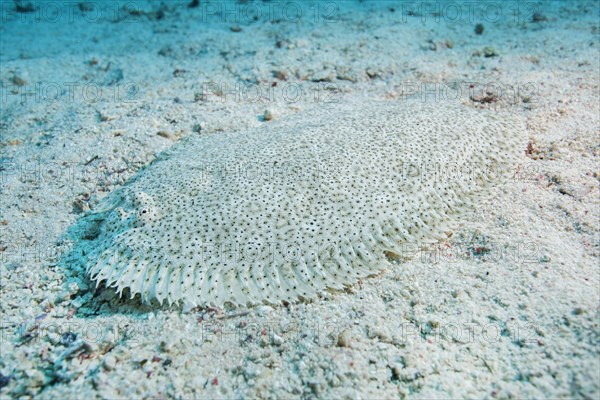 Red Sea Moses sole