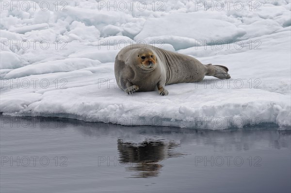 Bearded Seal