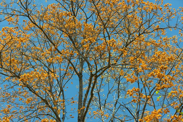 Flowering coral tree