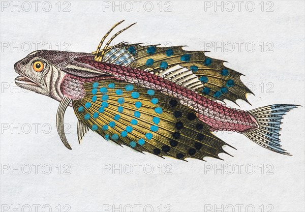 Flying gurnard