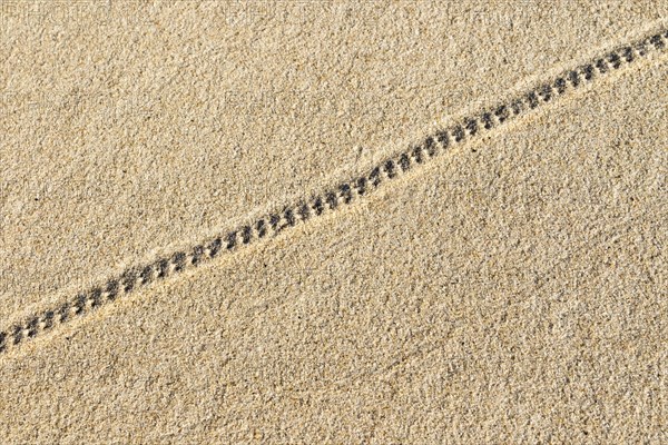 Animal tracks in the sand