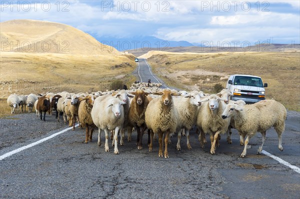 Shephard conducting a group of sheep down a road