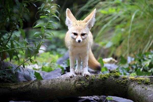 Fennec