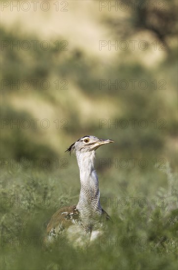 Kori Bustard