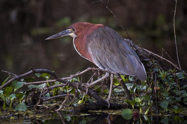 Rufescent tiger heron