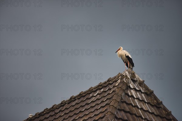 White stork