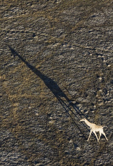Southern Giraffe