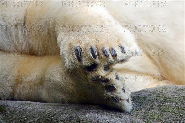 Polar bear