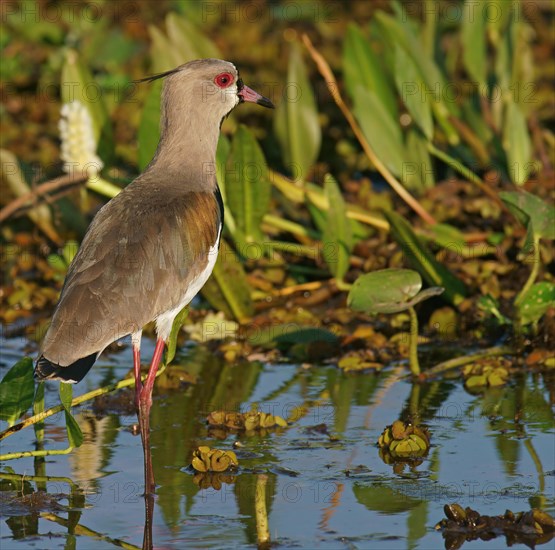 Southern lapwing