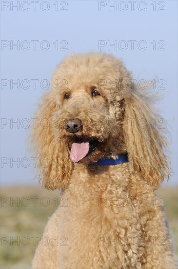 Large poodle