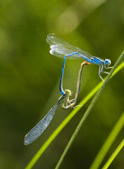 Goblet-marked damselfly