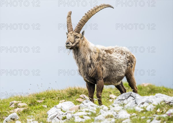 Alpine Ibex