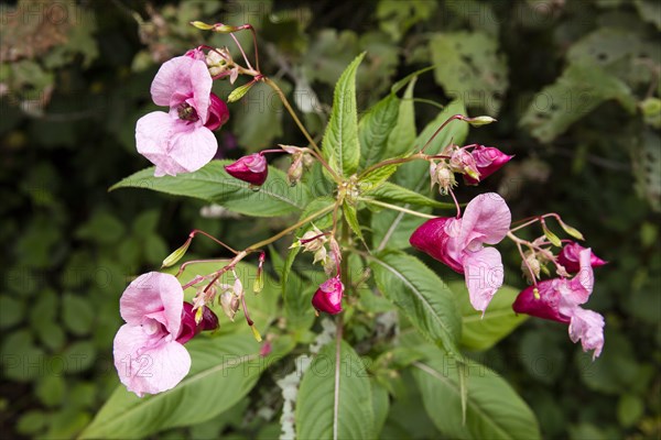 Himalayan balsam