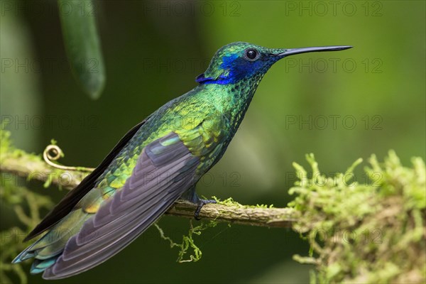 Sparkling violetear