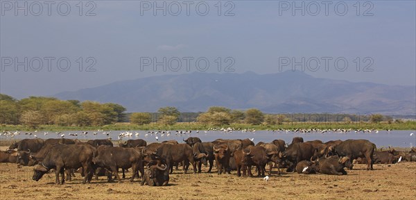 African buffalo