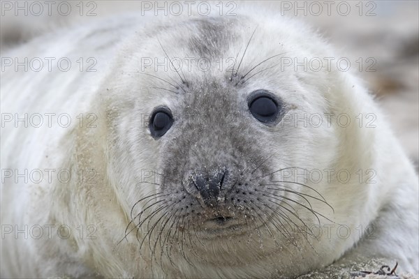 Gray seal