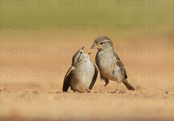 House Sparrow