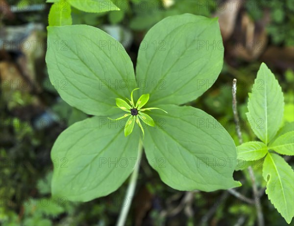 Herb Paris