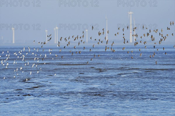 Flock of birds above the North Sea