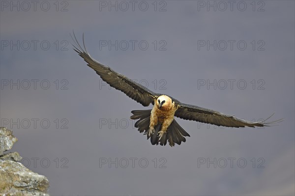 Old Bearded Vulture