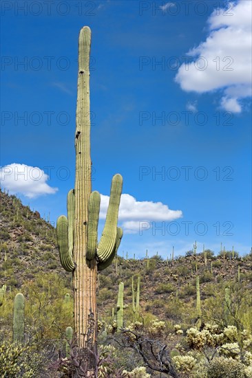 Saguaro