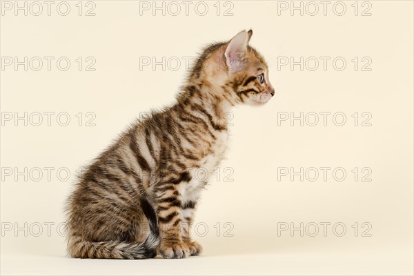 Toyger