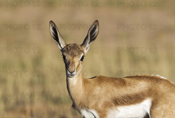 Springbok