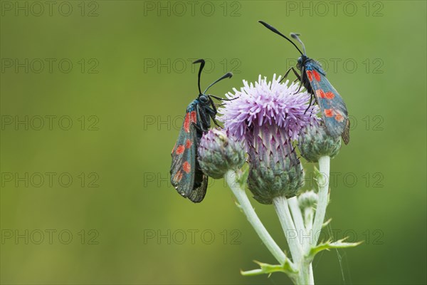 Six-spot burnets