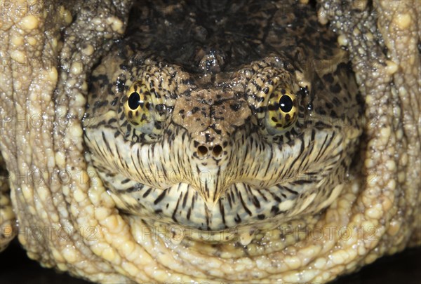 Common snapping turtle