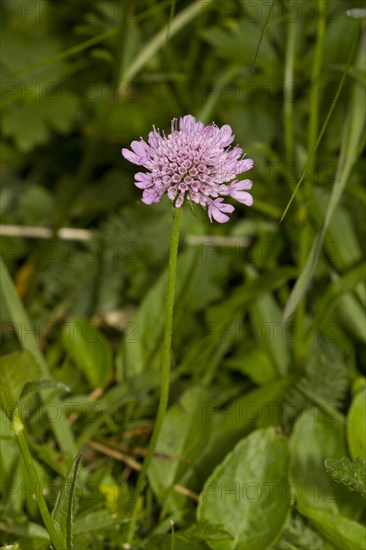 Field scabious