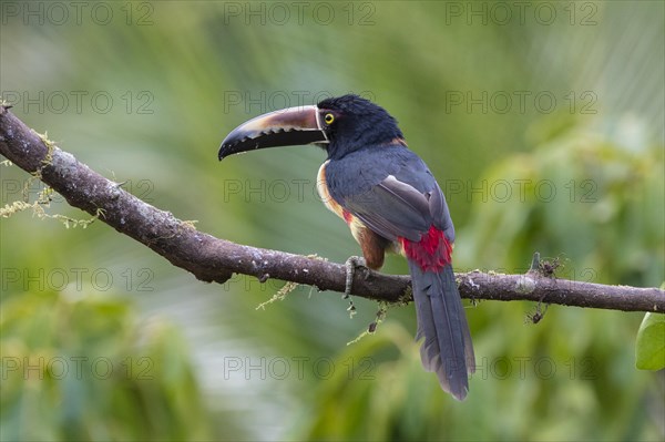 Collared aracari