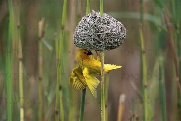 Eastern Golden Weaver