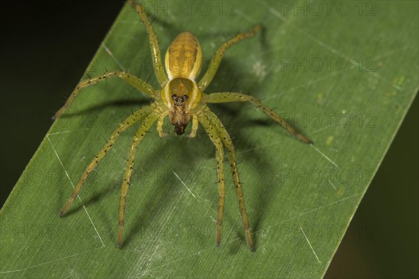 Raft spider