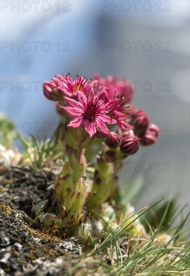 Cobweb houseleek