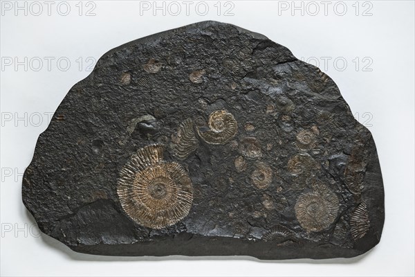 Ammonites