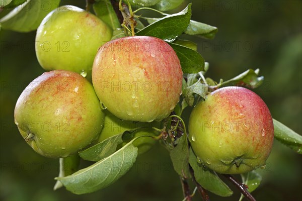 Apples on the apple tree