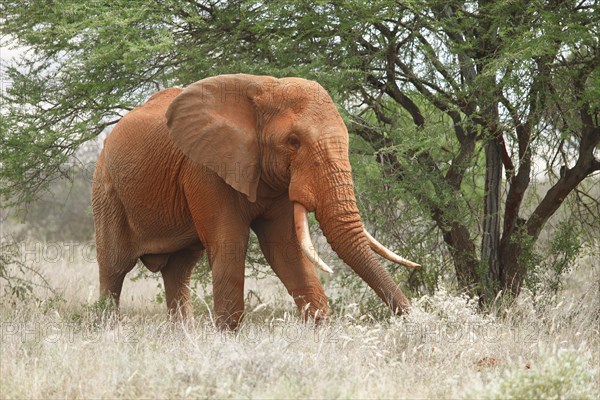 African bush elephant