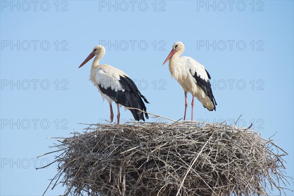 White Storks